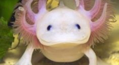 axolotl