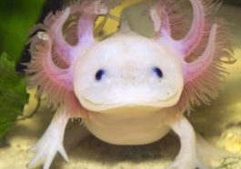 axolotl