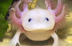 axolotl