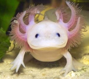 axolotl