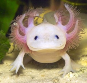 axolotl