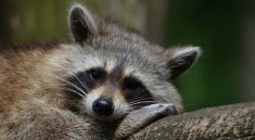 Raccoons are cute