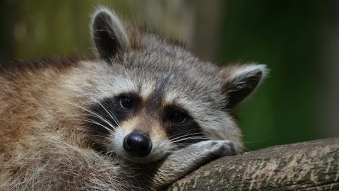 Raccoons are cute