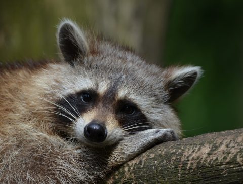 Raccoons are cute