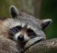 Raccoons are cute