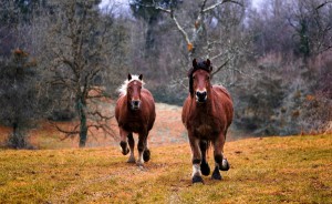 horses-runing