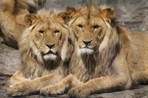 lions