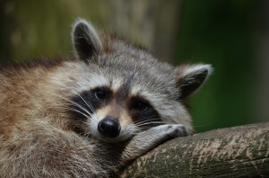 raccoons-are-cute