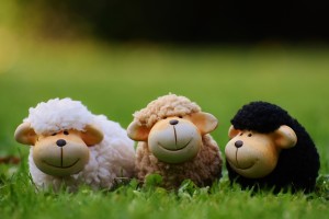 stuffed-animals-sheep